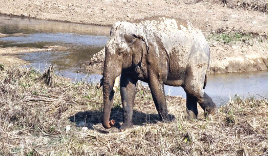 Ferocious tusker Dhurbe gets new collar